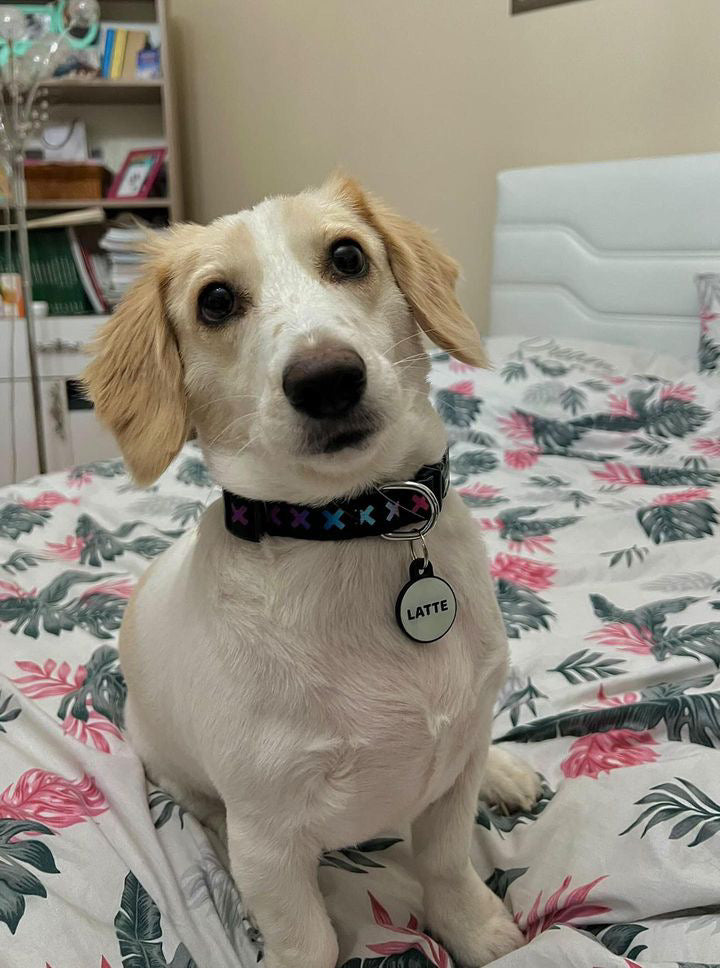 XXX | Dog Collar