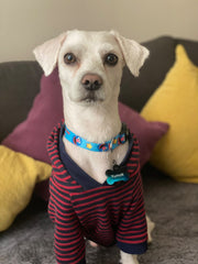 Grover | Dog Collar