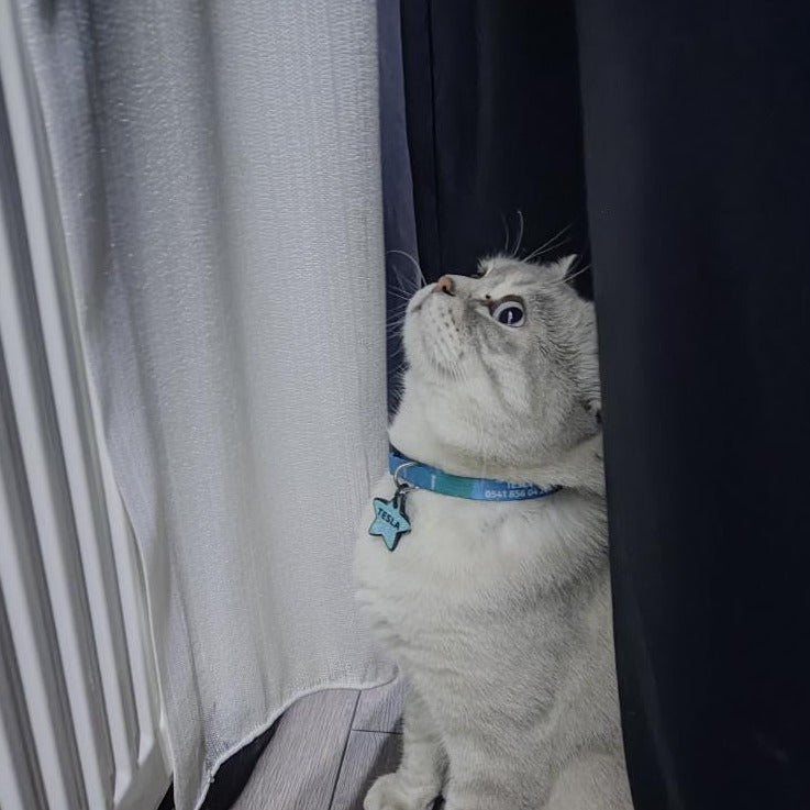 Blue | Kedi Tasması