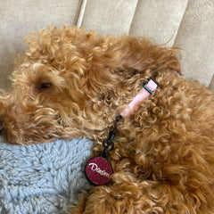 Candy | Dog Collar