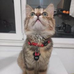 PolkaPop | Cat Collar