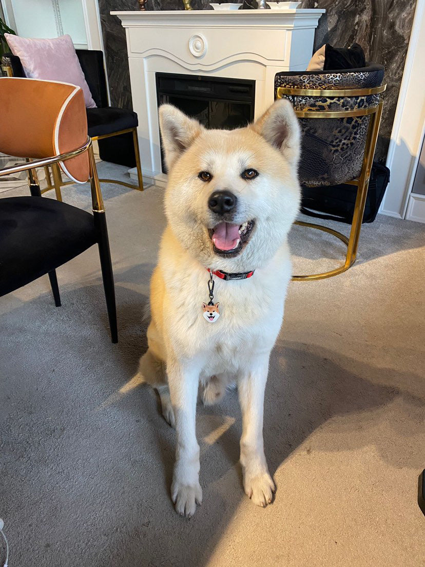 Akita Cinsi | Köpek İsimlik