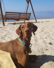 Blue Duck | Dog Collar