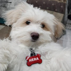 Kırmızı Hologram Kemik | İsimlik