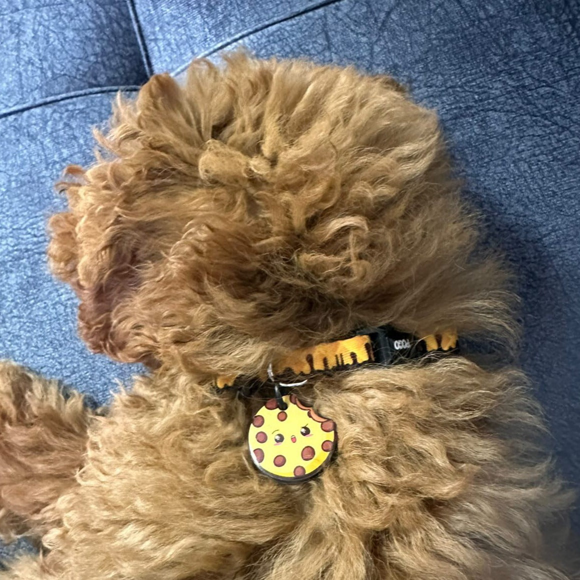 ChocoBite | Dog Collar