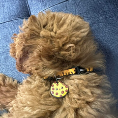 ChocoBite | Dog Collar