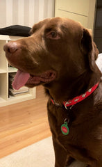 Fcuk M | Dog Collar