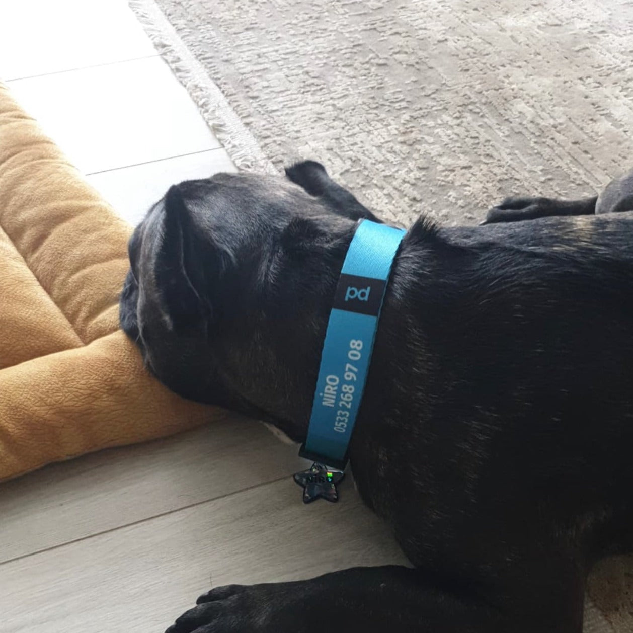 Blue | Dog Collar