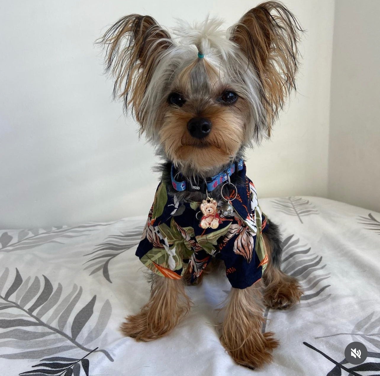 Eeyore | Dog Collar