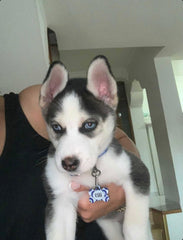 Nazar Boncuğu Desenli Kemik