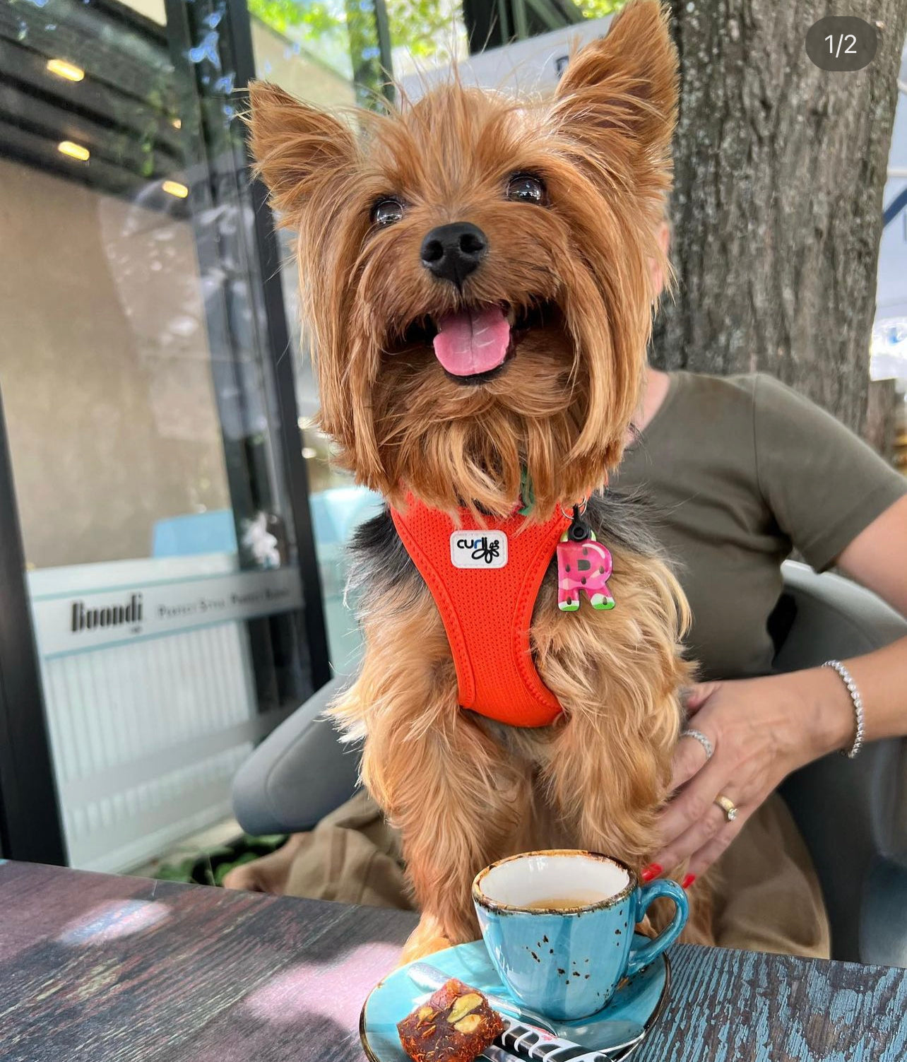 Karpuz Harf Künyeler | Kedi Köpek İsimlik