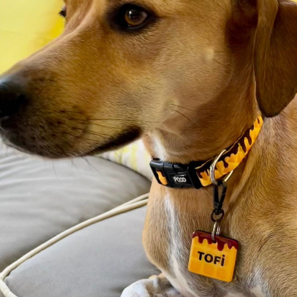 ChocoBite | Dog Collar