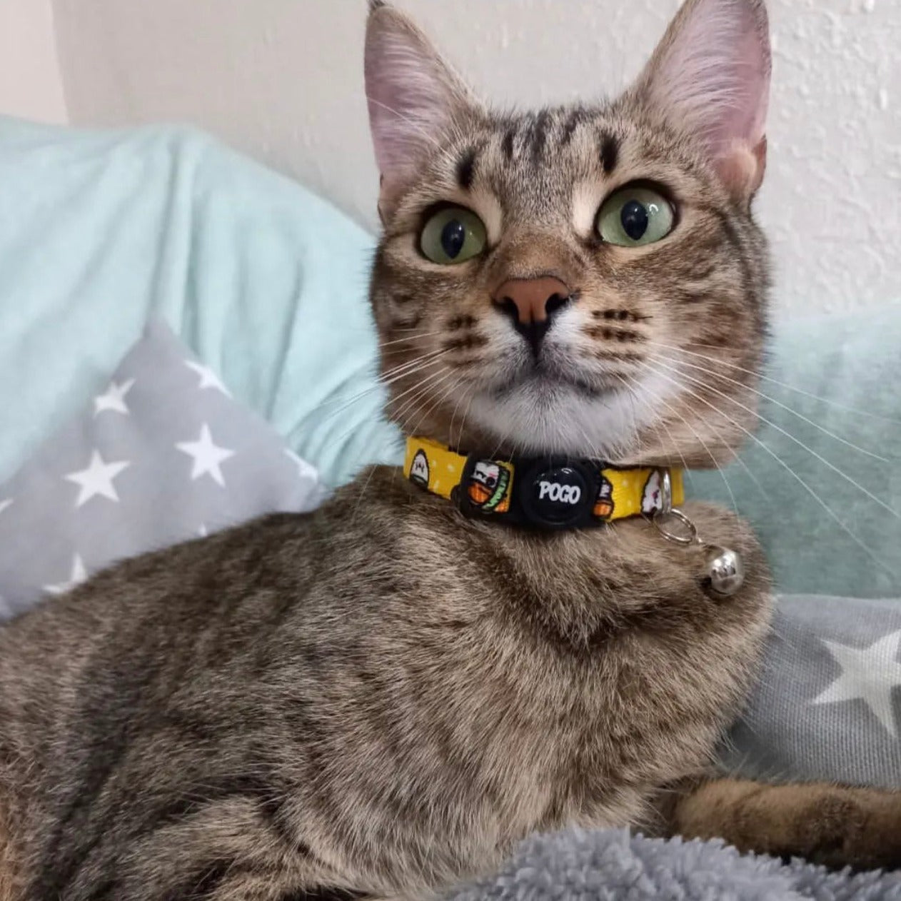 Sushi | Cat Collar