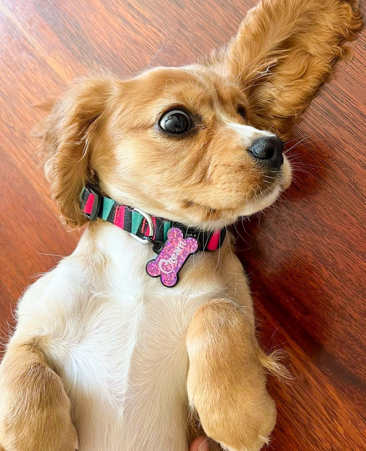 Colombia | Dog Collar