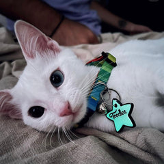 Spectrum | Cat Collar