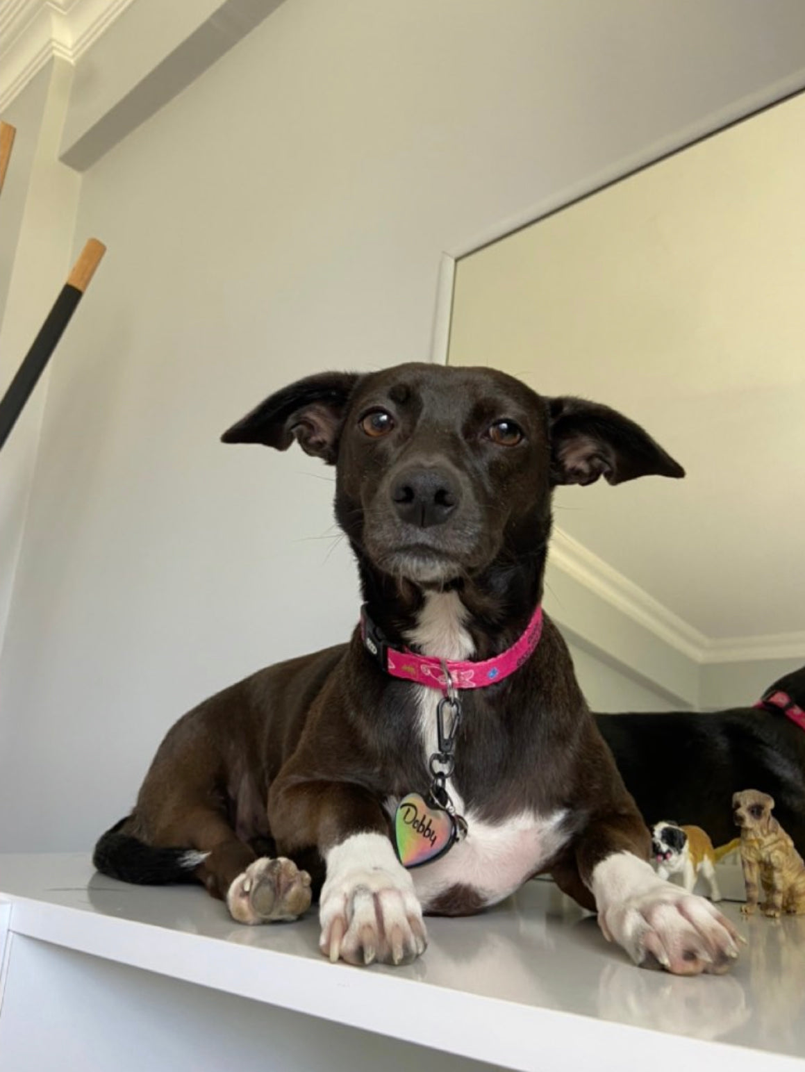 Piglet | Dog Collar