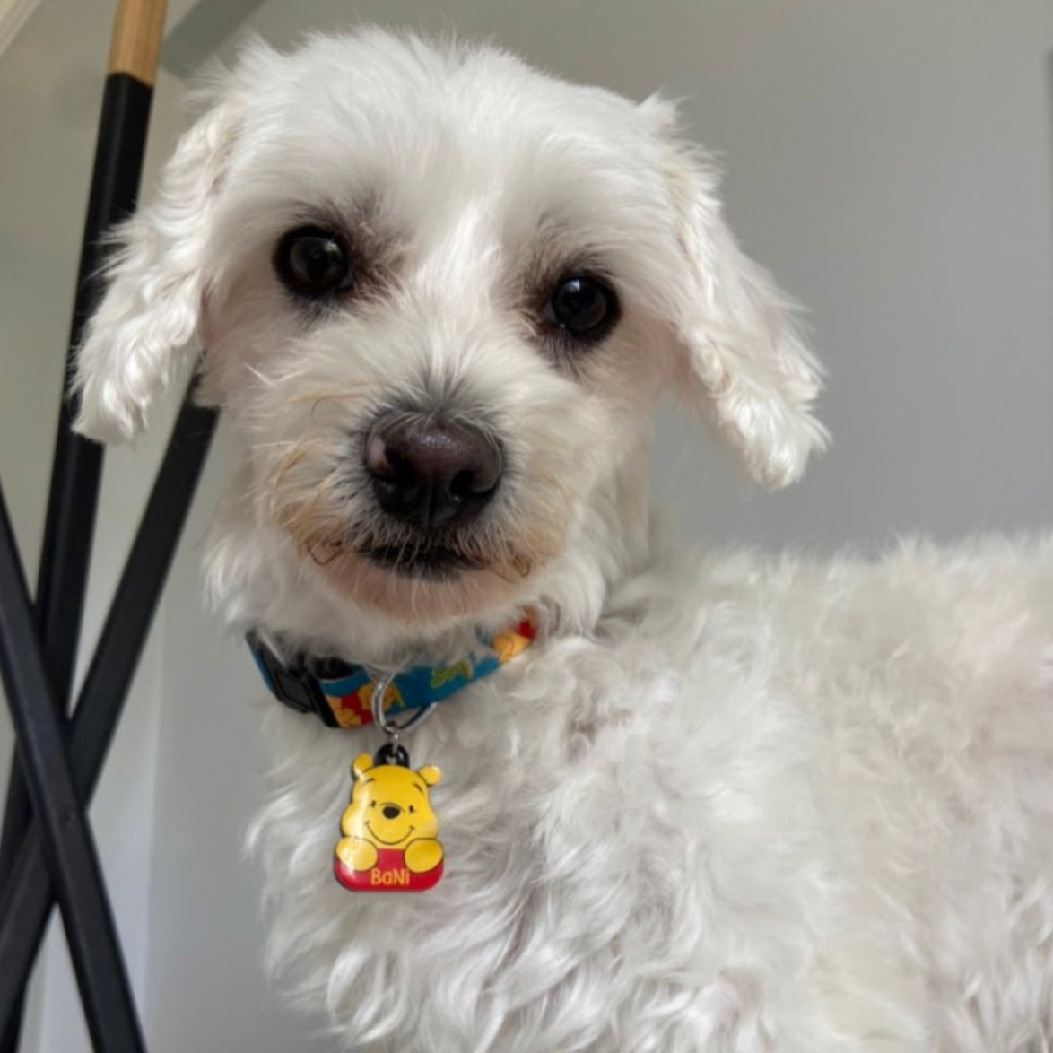 Winnie | Dog Collar