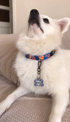 Edi | Dog Collar