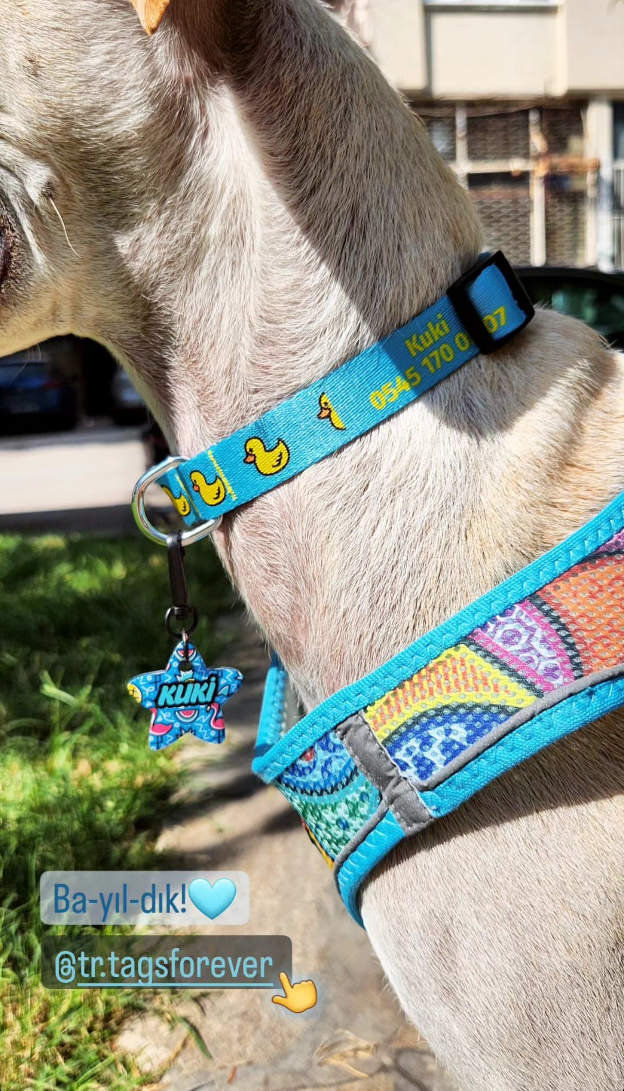 Flamingo Doodle Yıldız | Kedi Köpek İsimlik