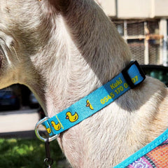 Blue Duck | Dog Collar