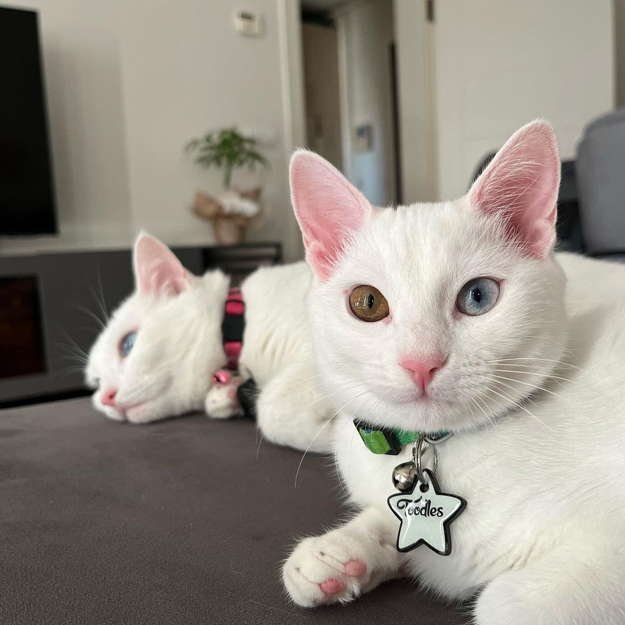 Lumi Yıldız Fosforlu | İsimlik