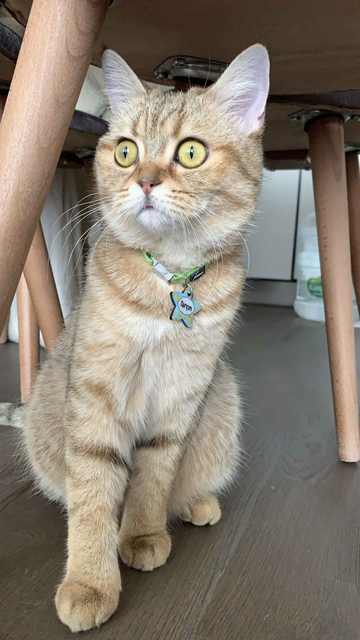 Ananas Desenli Yıldız | Kedi Köpek İsimlik