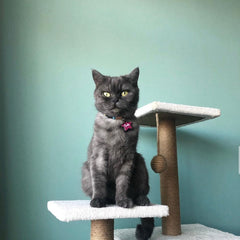 Fuşya Glitter Yıldız | İsimlik