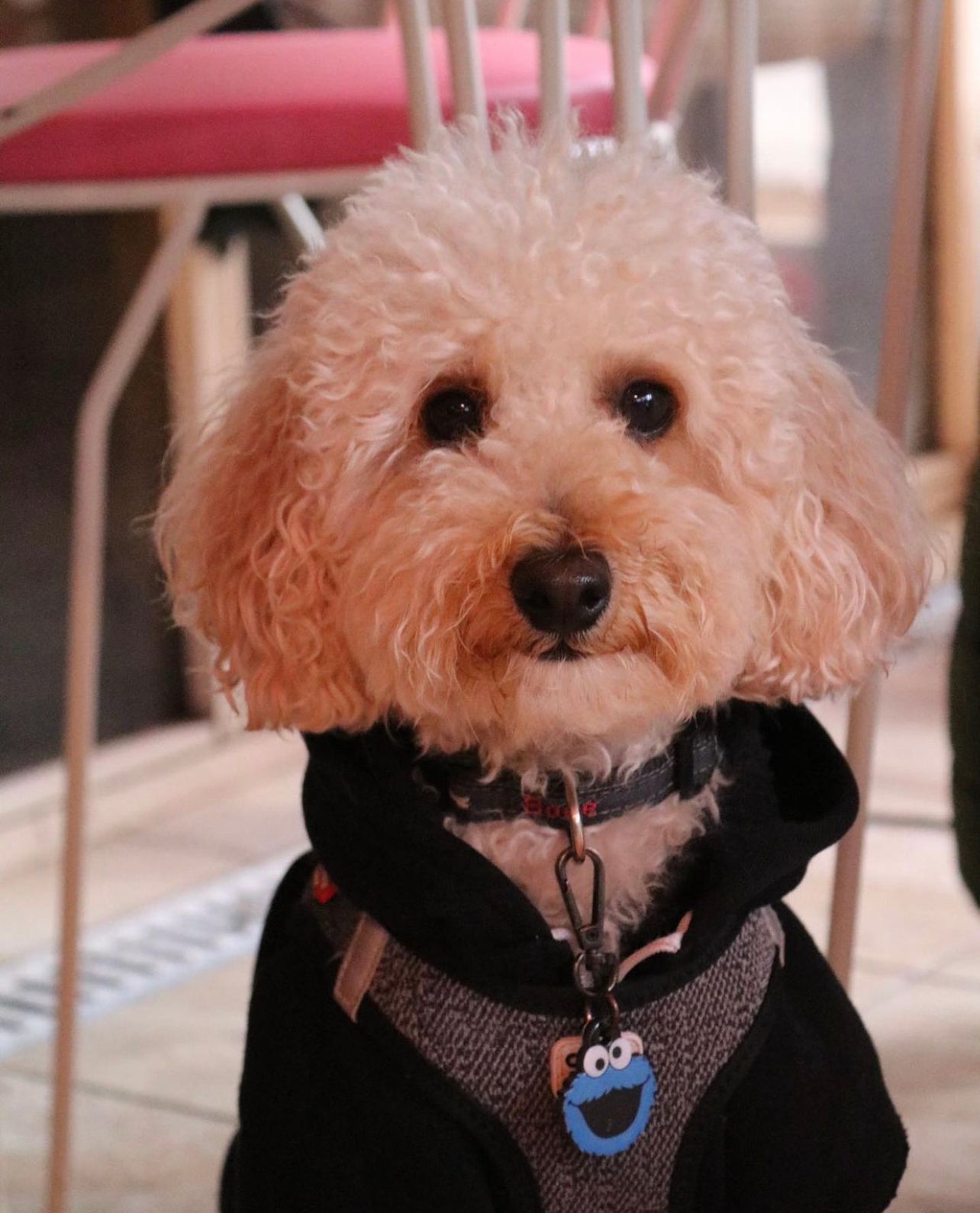 Cookie Monster | Kedi ve Köpek İsimlik