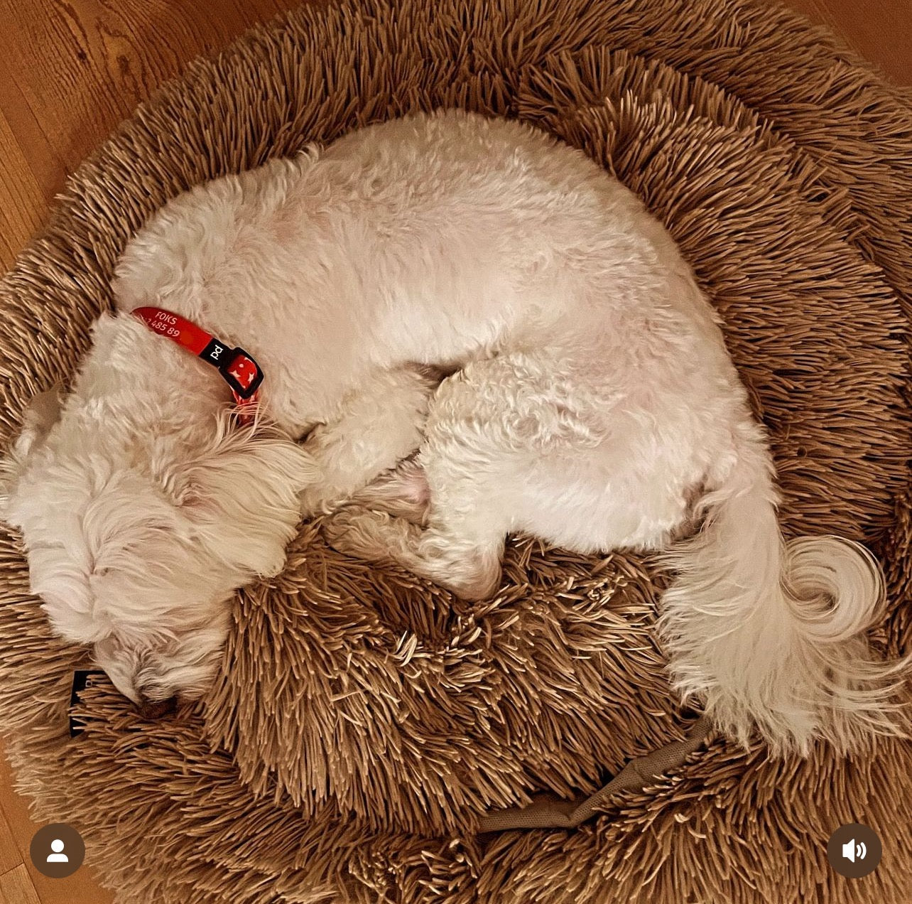Twinkle | Dog Collar