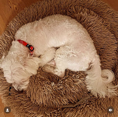 Twinkle | Dog Collar