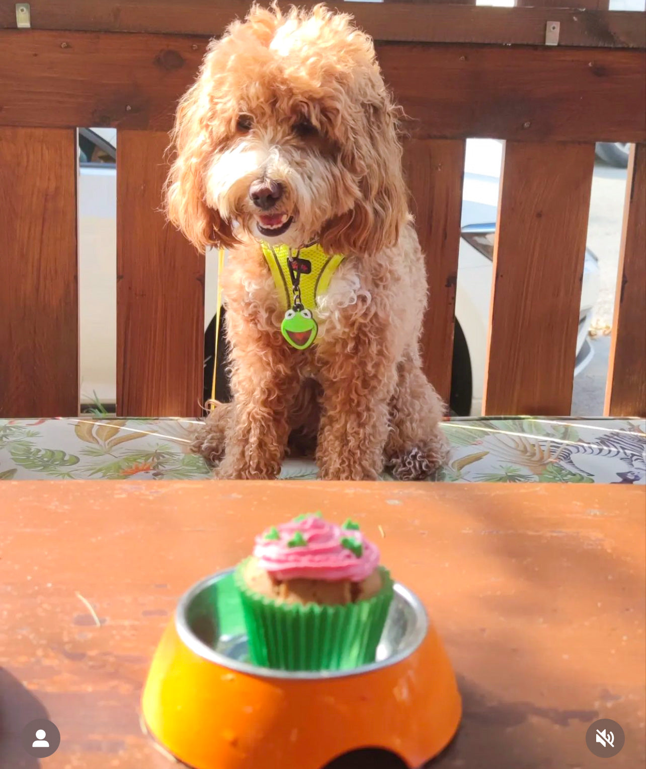 Kermit | Kedi Köpek İsimlik