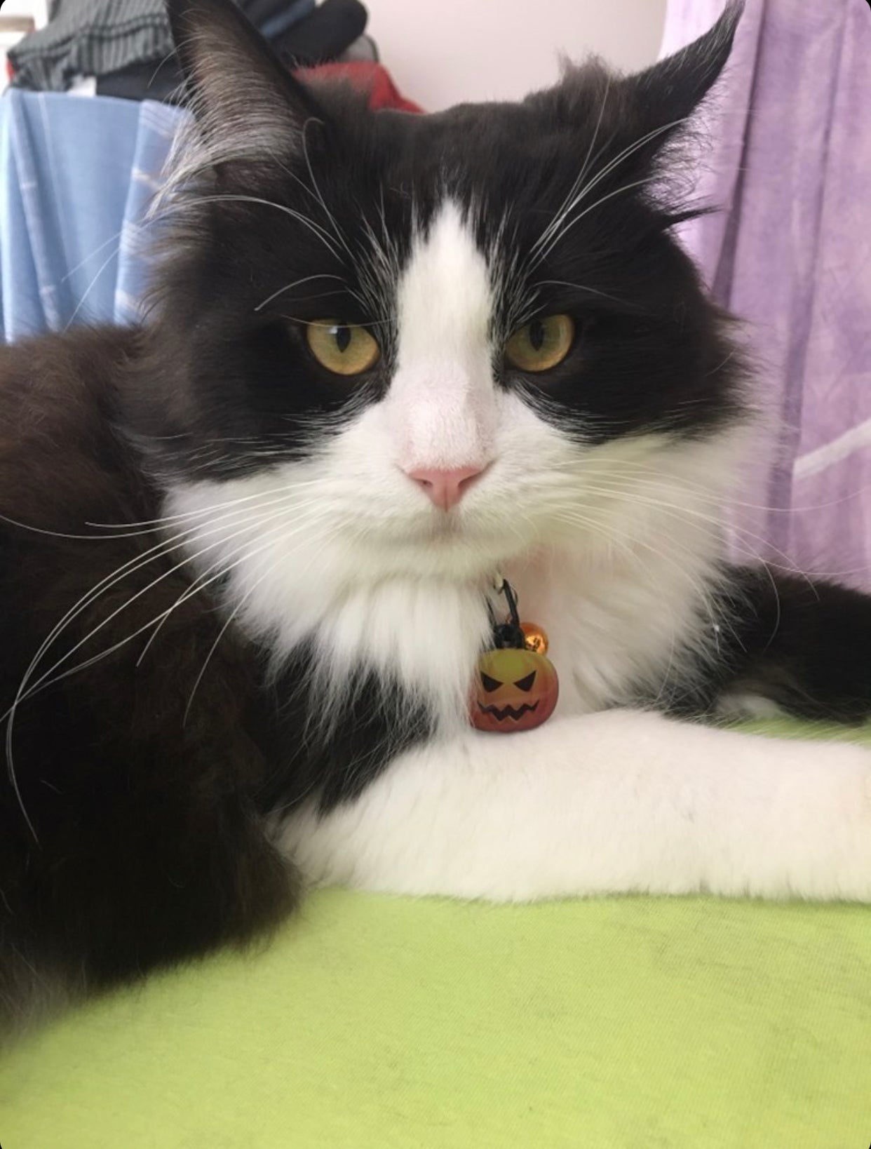 Bal Kabağı | Kedi Köpek İsimlik