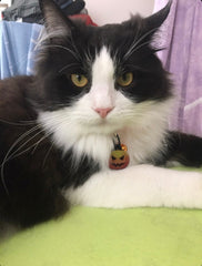 Bal Kabağı | Kedi Köpek İsimlik