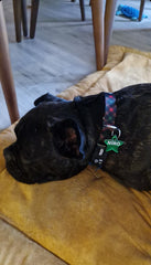 Red Green Plaid | Dog Collar