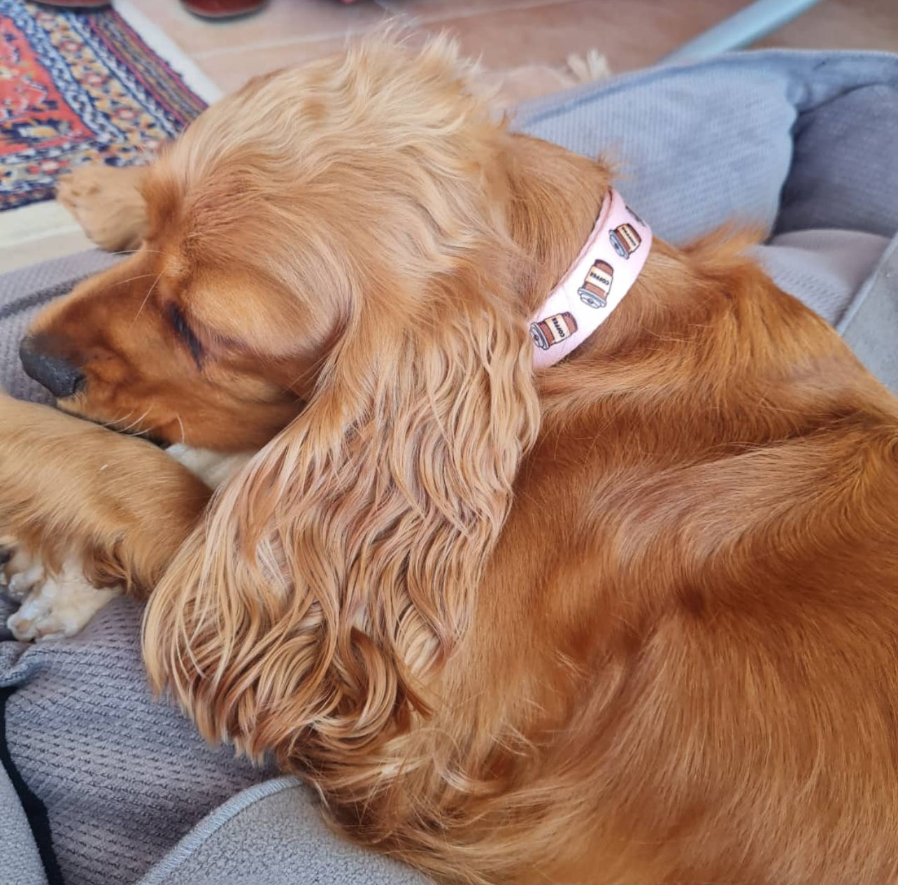 Coffee | Dog Collar