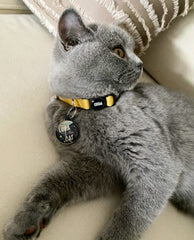 Luna The Cat | Kedi İsimlik