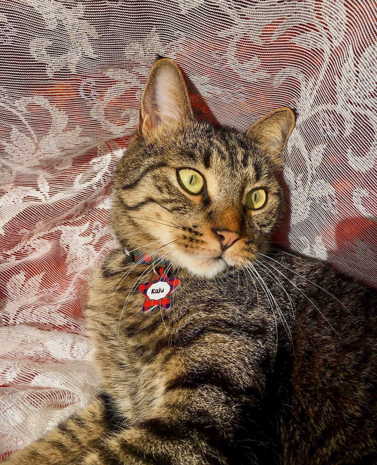 Çapraz Ekoseli Yıldız | Kedi Köpek İsimlik