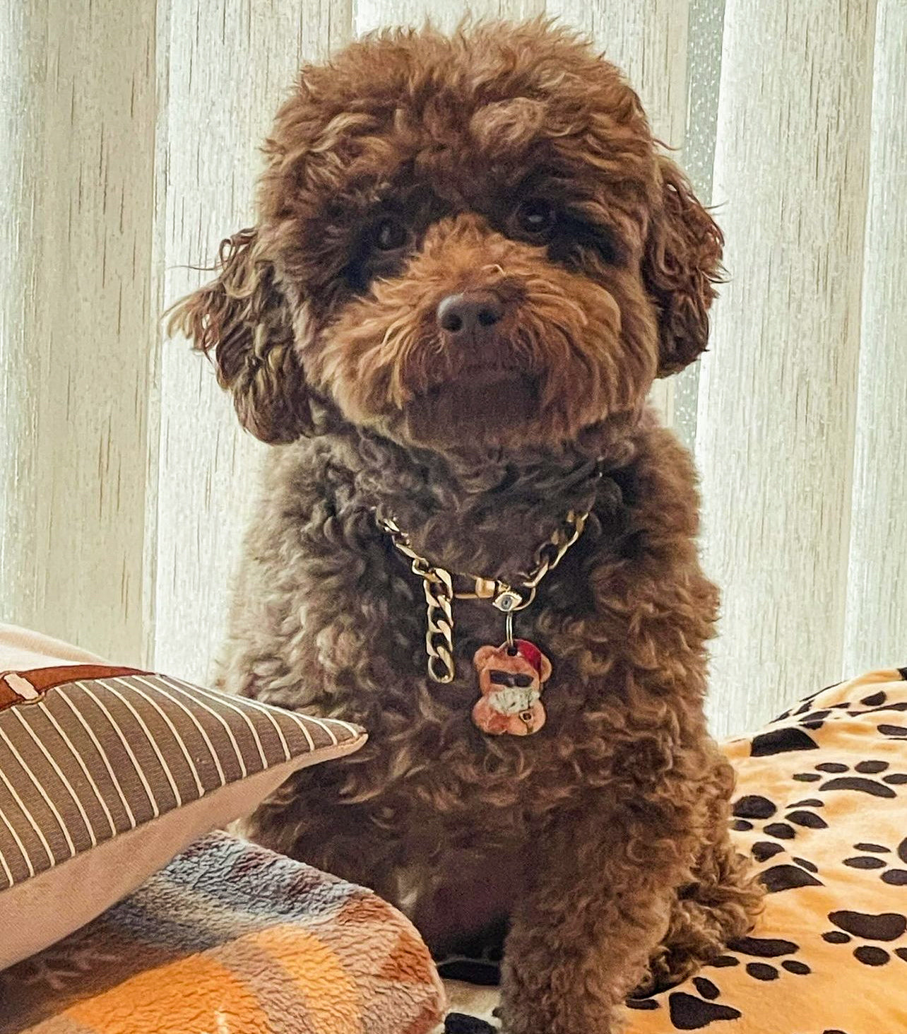 Gangsta Ayıcık | İsimlik