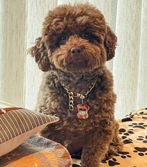 Gangsta Ayıcık | İsimlik