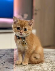 Altın Desenli 2 Yuvarlak | Kedi Köpek İsimlik