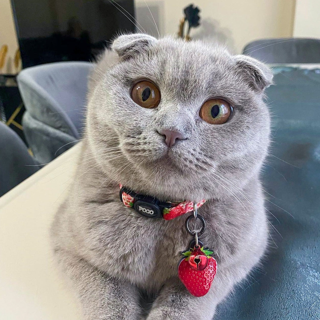 Strawberry | Cat Collar