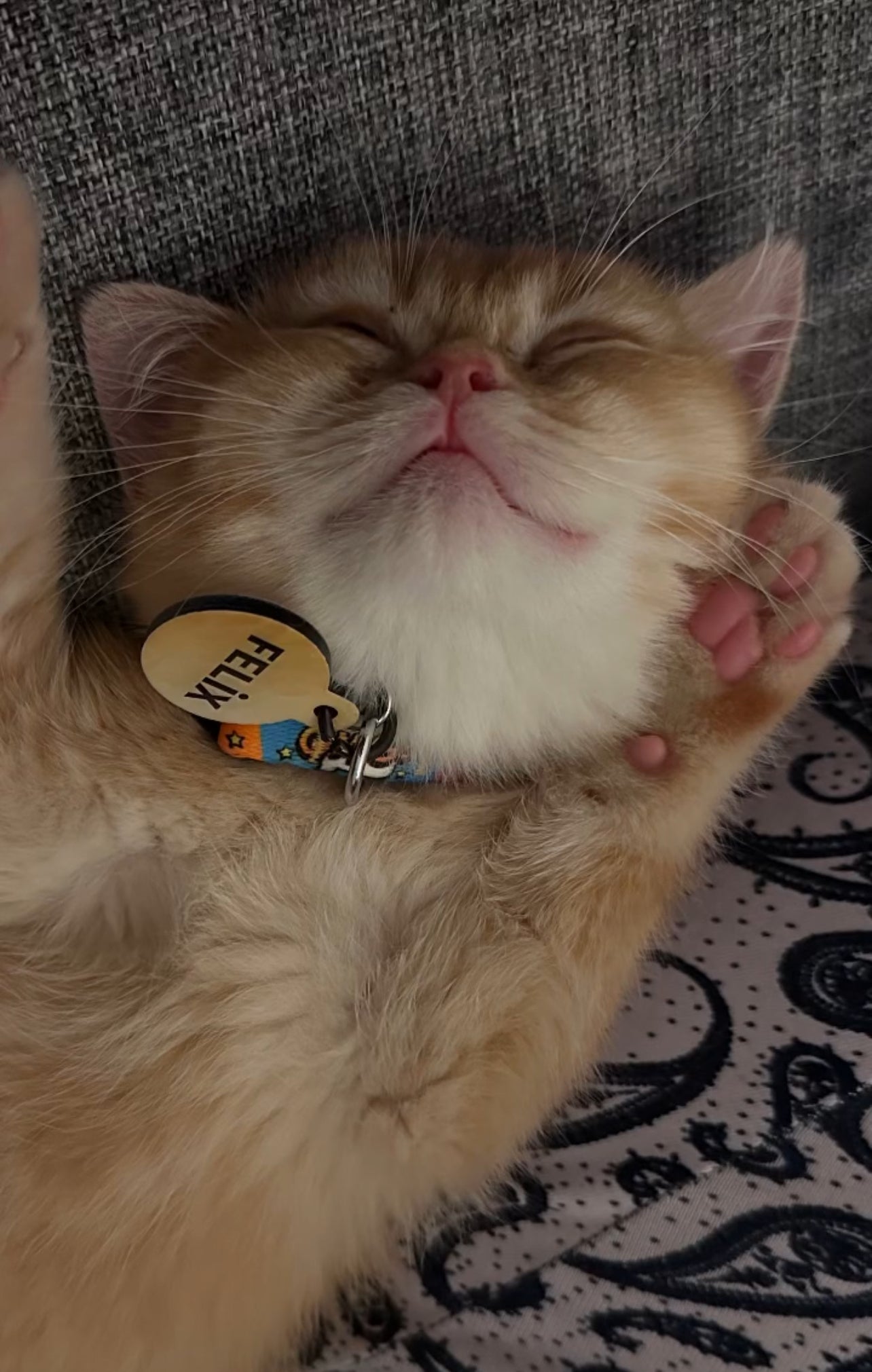 Altın Desenli 2 Yuvarlak | Kedi Köpek İsimlik