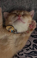 Altın Desenli 2 Yuvarlak | Kedi Köpek İsimlik