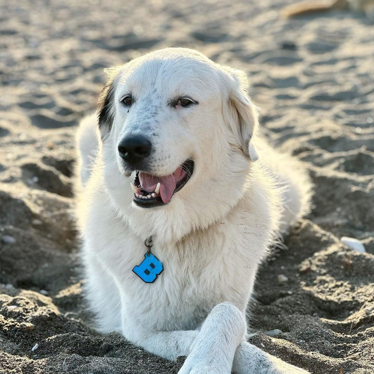 Mavi Neon Harf Künyeler | Tüm Harfler