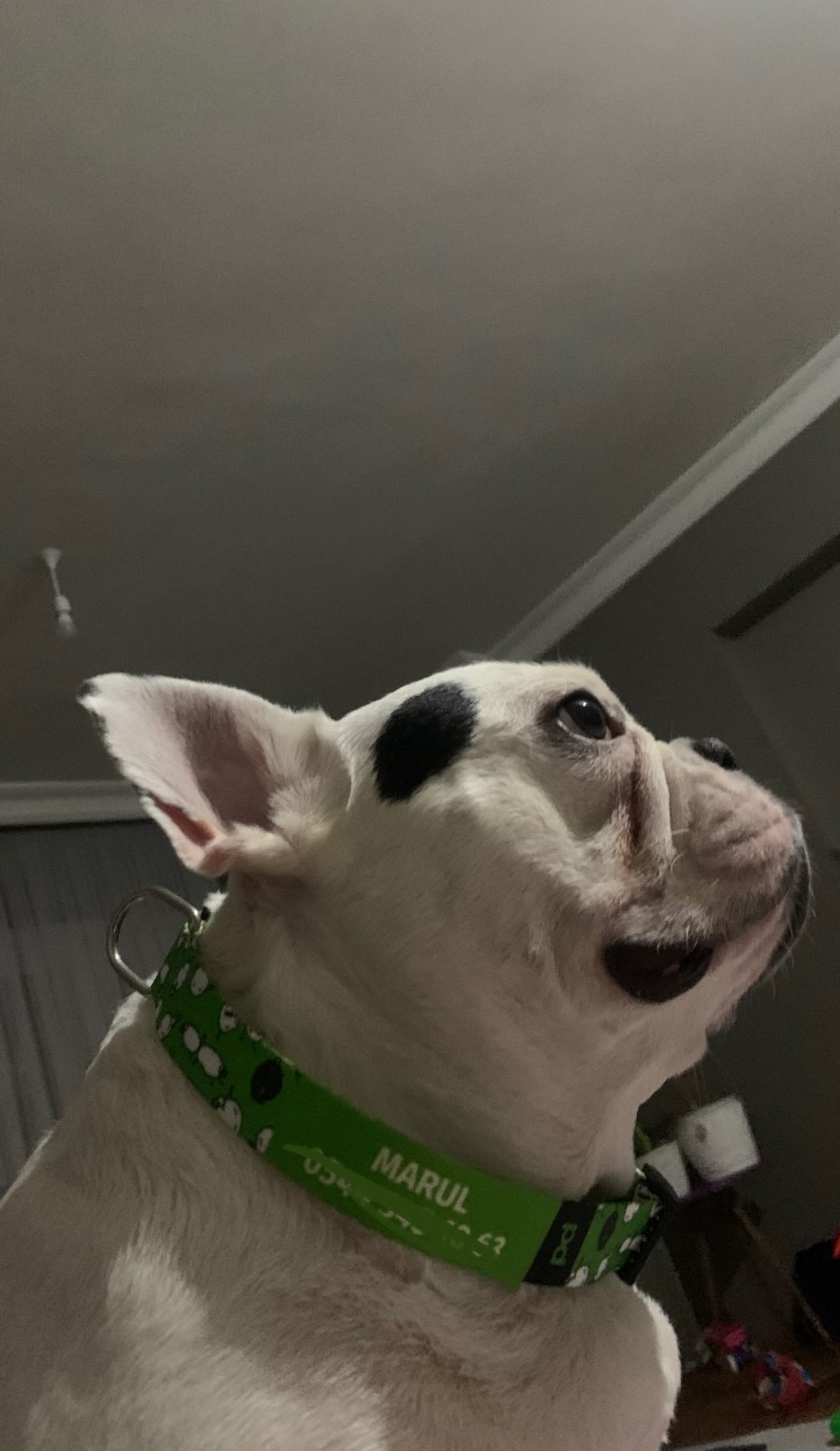 Sheep | Dog Collar