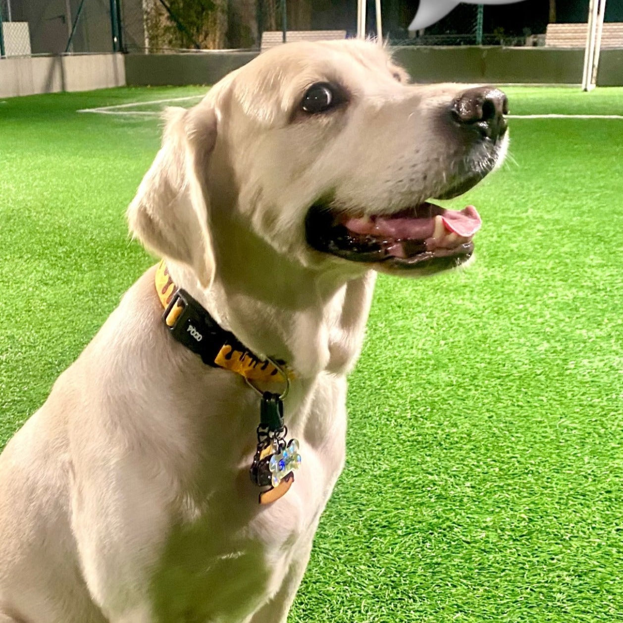 ChocoBite | Dog Collar