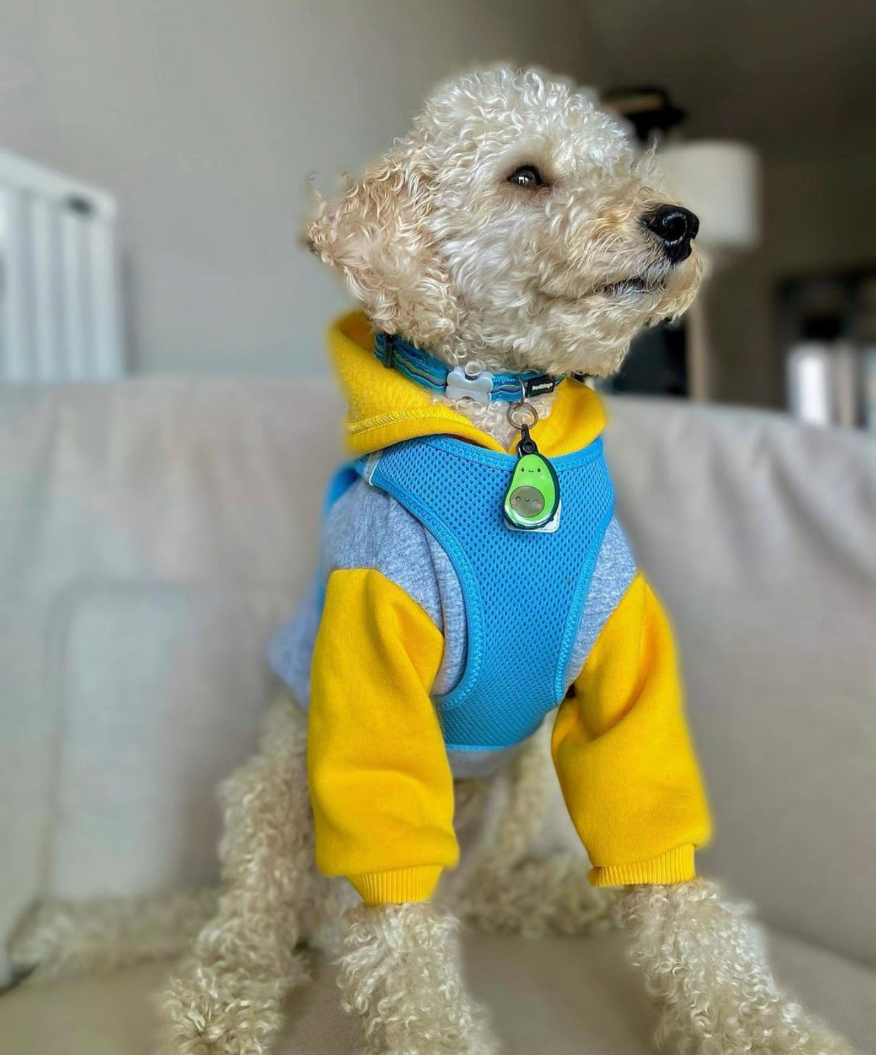 Avokado | Kedi Köpek İsimlik