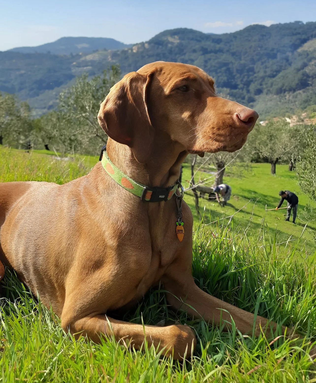 Havuç | Kedi ve Köpek İsimlik