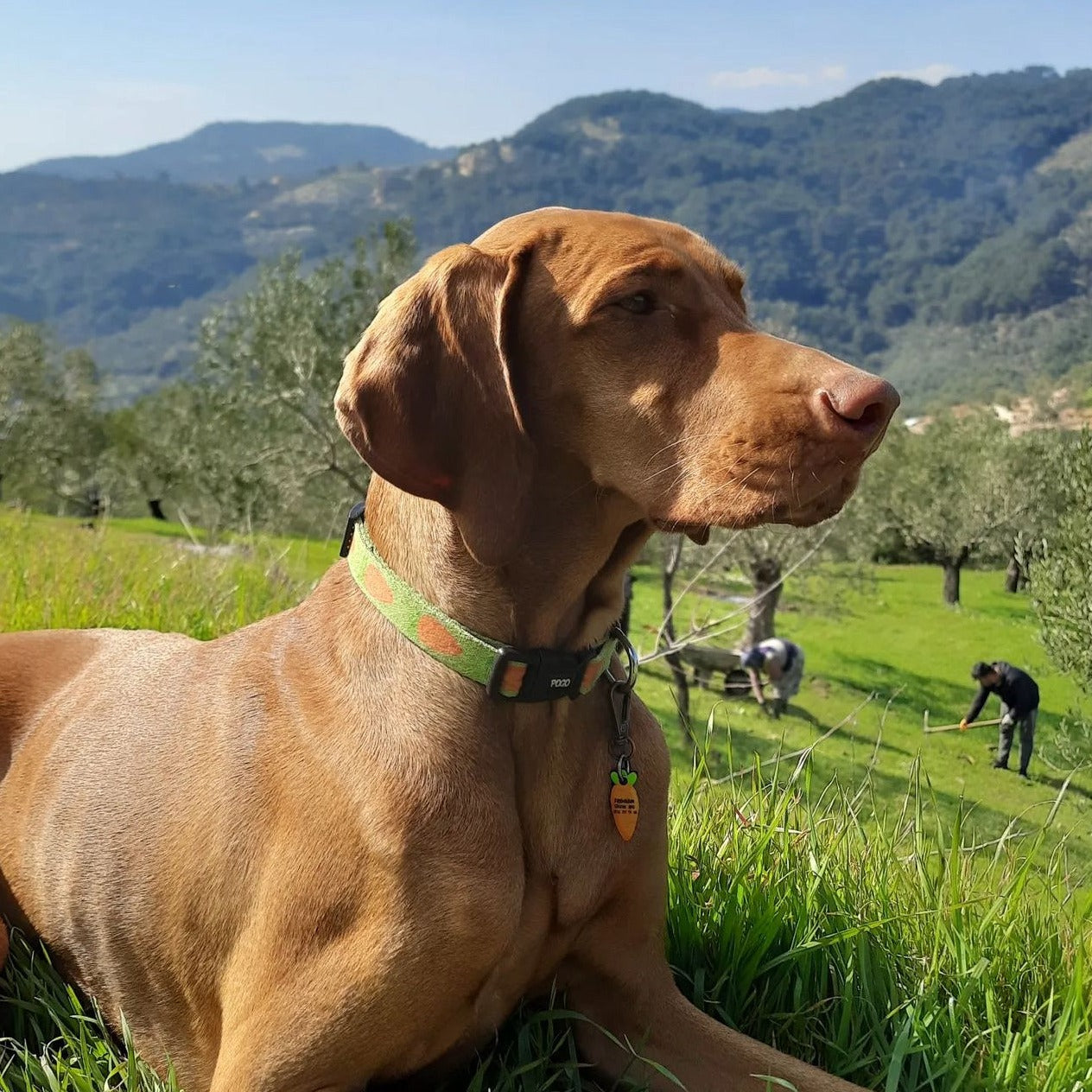 Carrot | Dog Collar