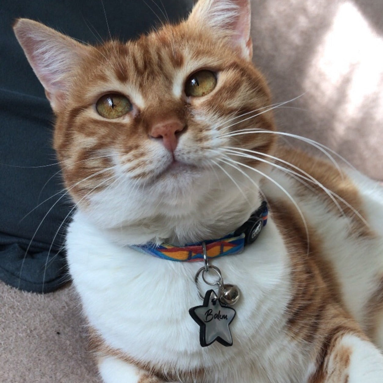 Maromekki | Kedi Tasması